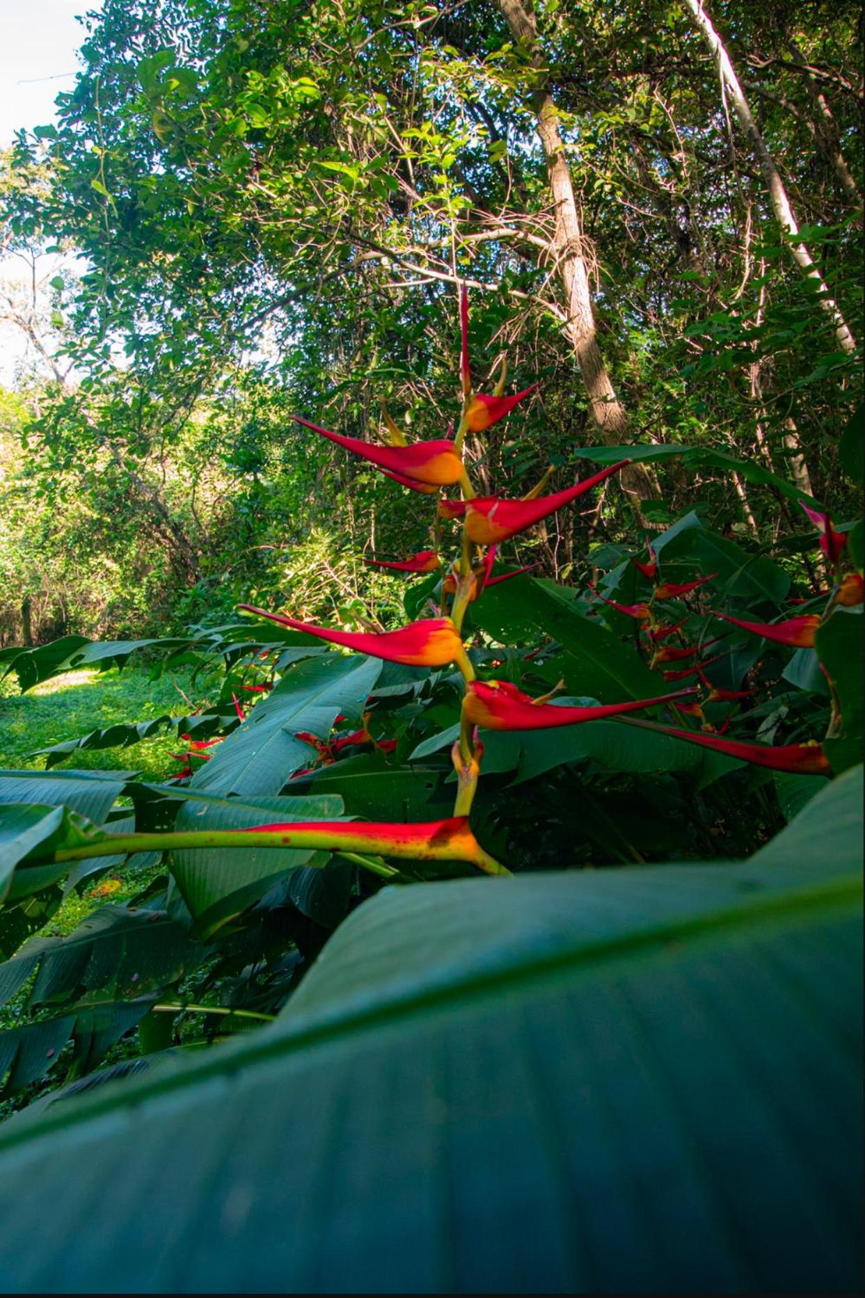 Cabinas La Fulanita Nicoya Exteriér fotografie